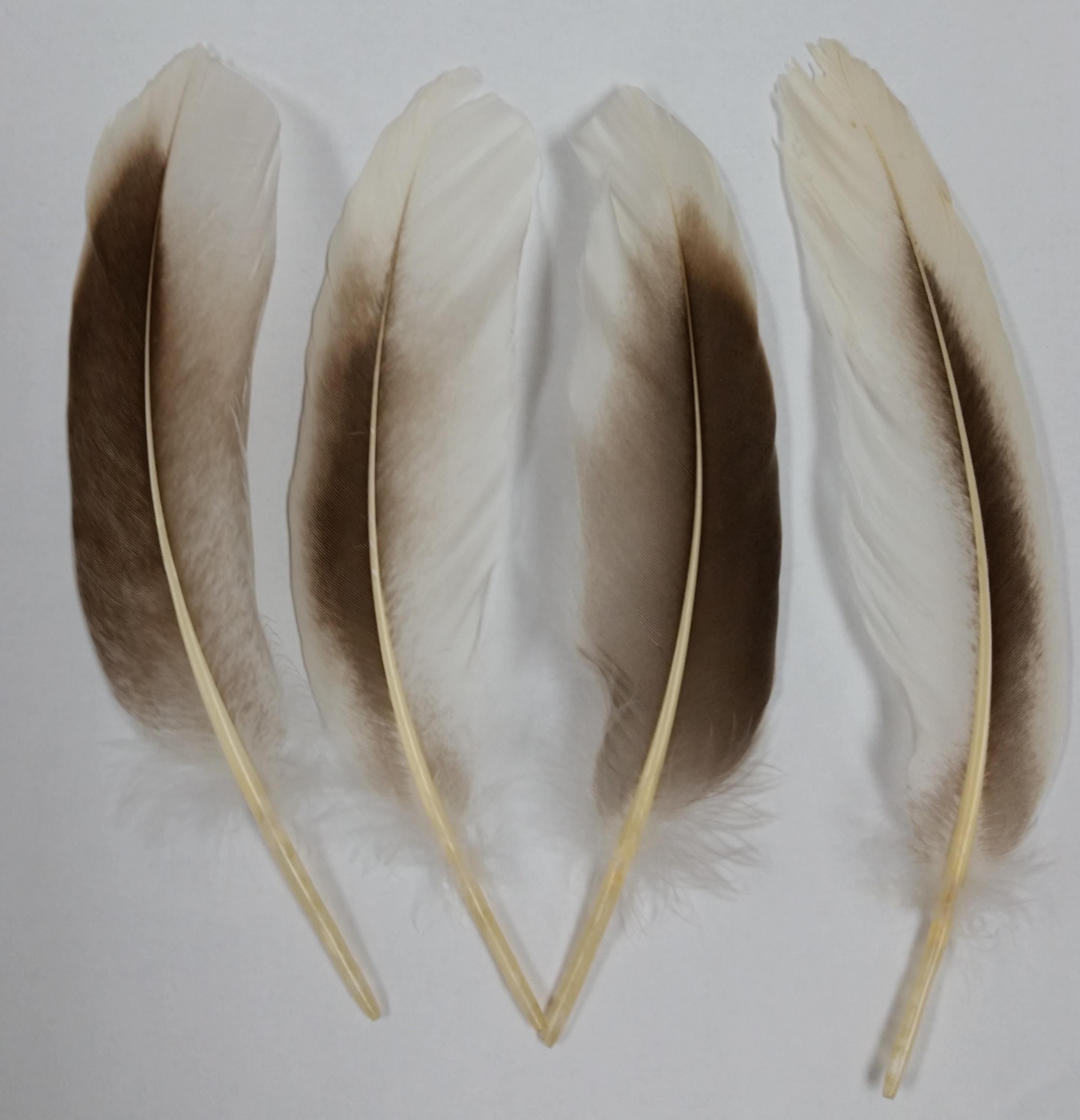 White & brown goose feathers