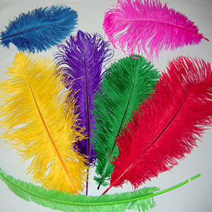Wholesale Ostrich Feathers